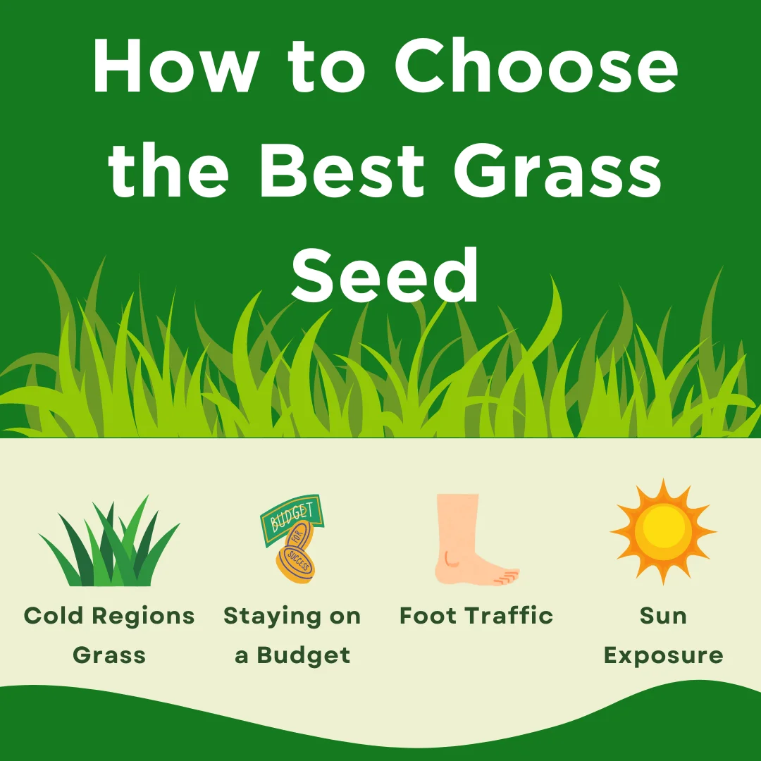 An infographic on how to choose the best grass seed