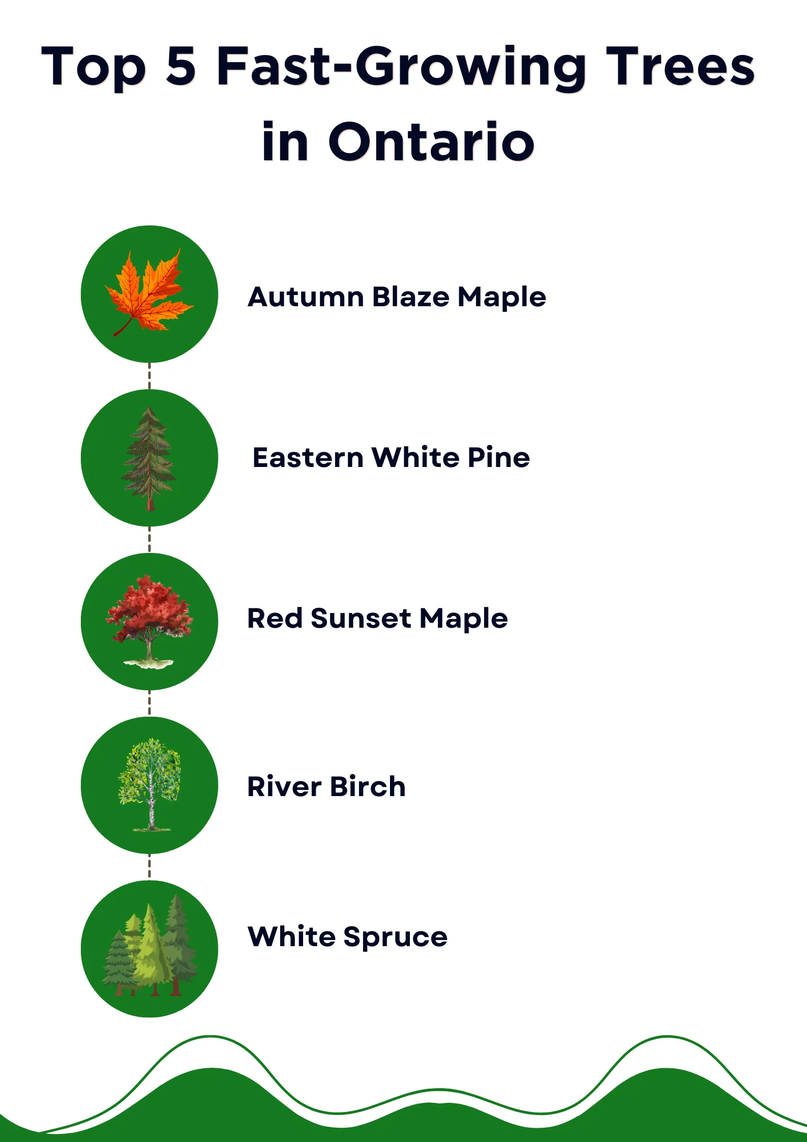 An infographic on the best fast-growing trees in Ontario