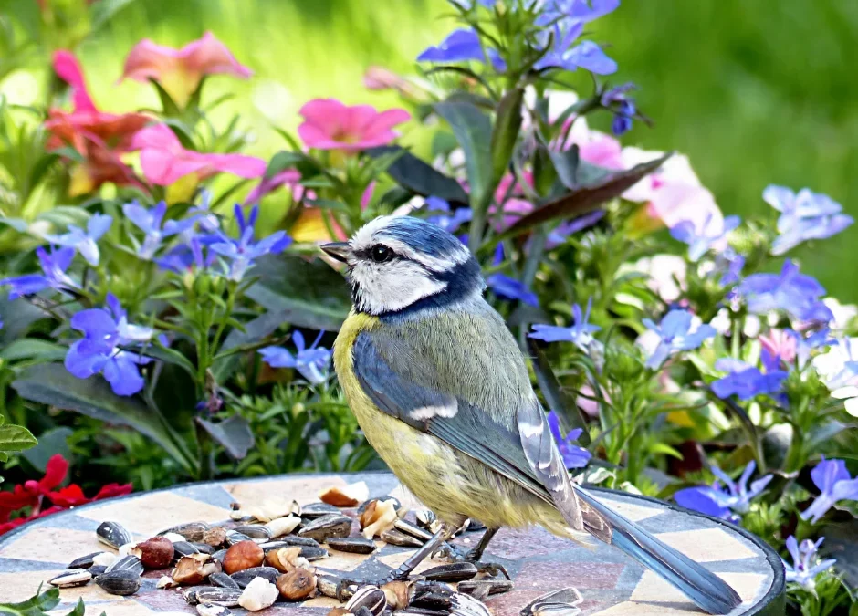 A bird eating grass seed in the garden