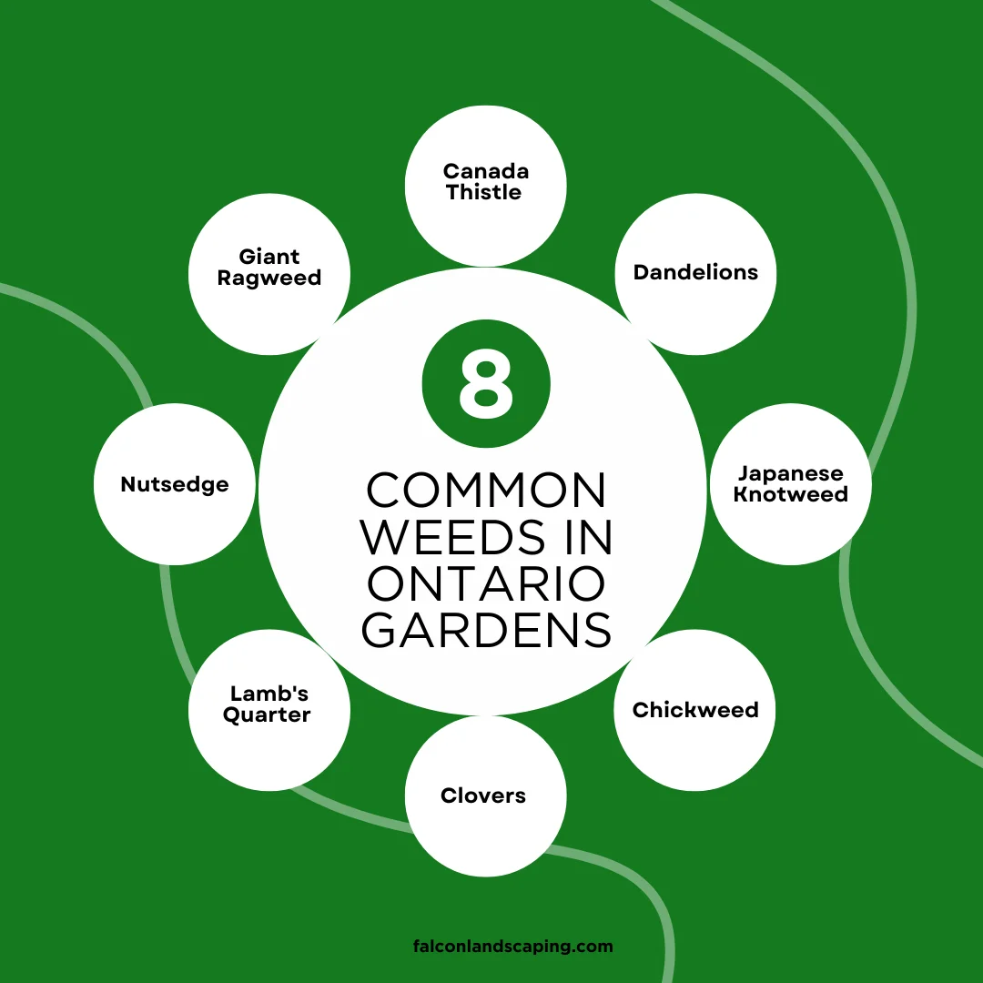 A circular diagram listing the common weeds in Ontario gardens