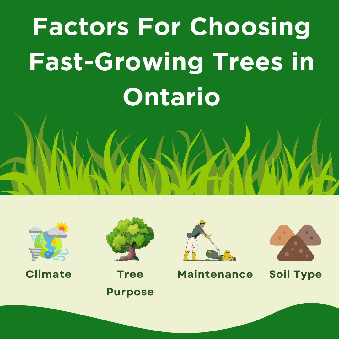 An infographic explaining the factors when choosing fast-growing trees in Ontario
