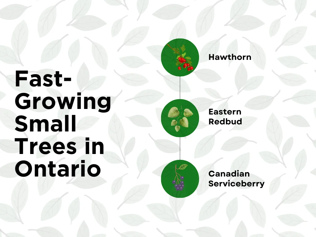 An infographic on the fast-growing small trees in Ontario