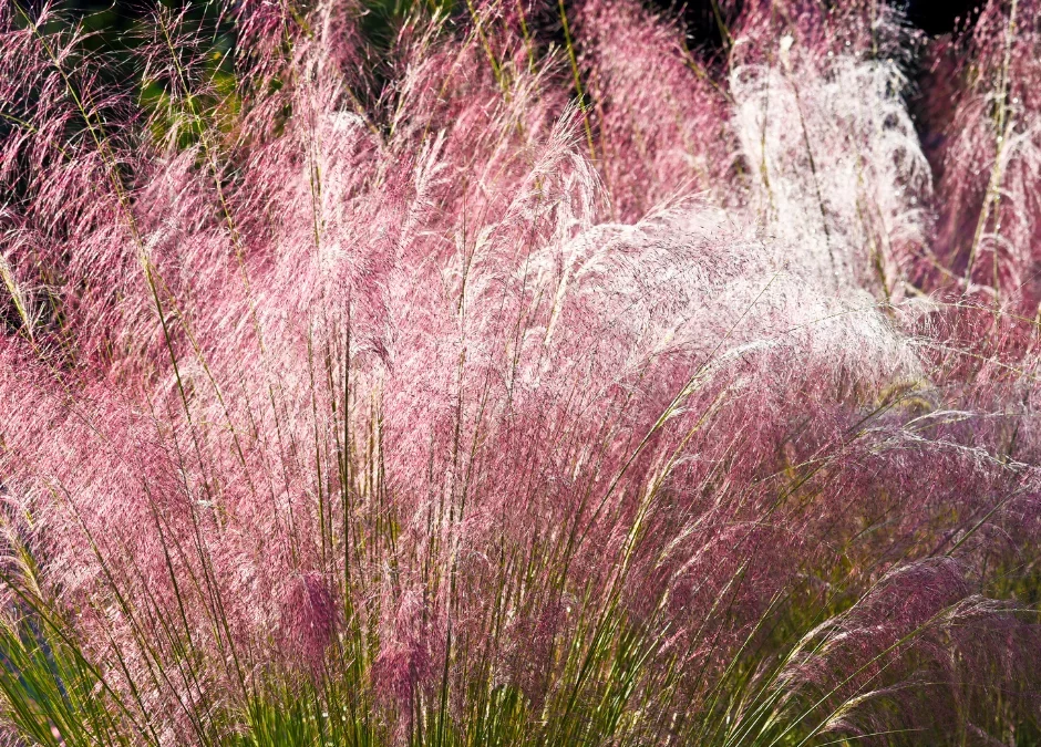 Ornamental Grasses in Ontario: The Best Tall Ornamental Grasses for Privacy in Ontario