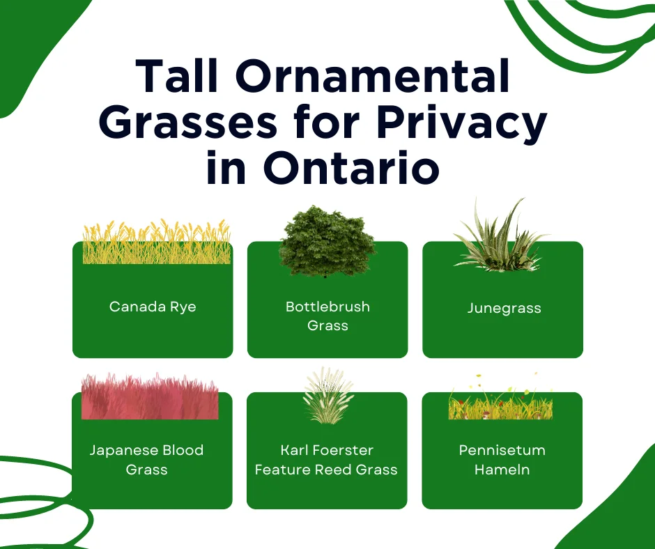 An infographic on the best tall ornamental grasses for privacy in Ontario 