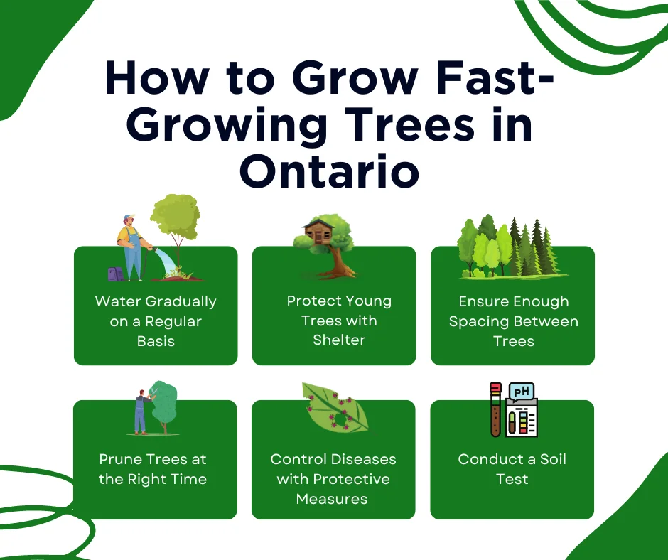 An infographic on the tips for fast-growing trees in Ontario