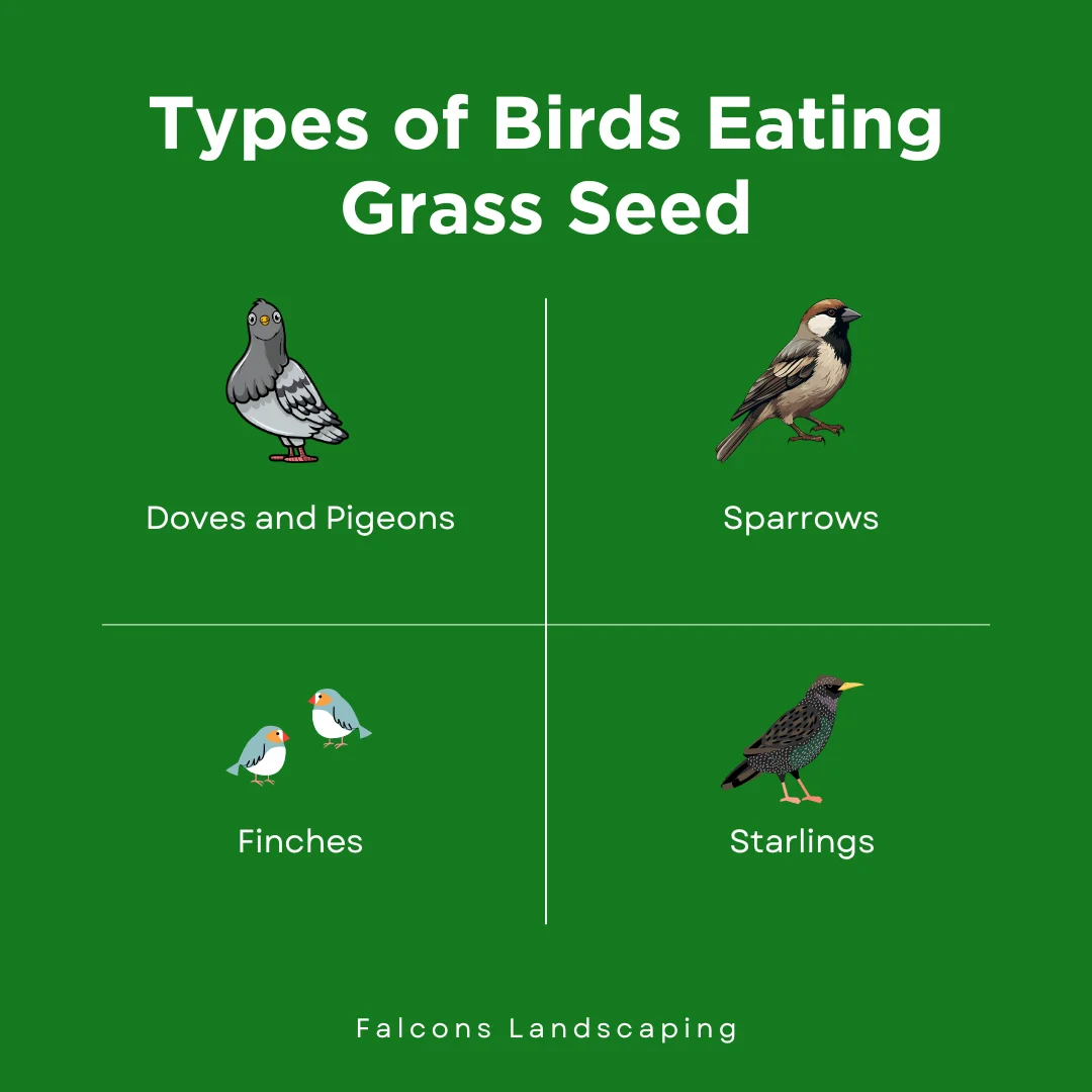 An infographic on the types of birds eating grass seed