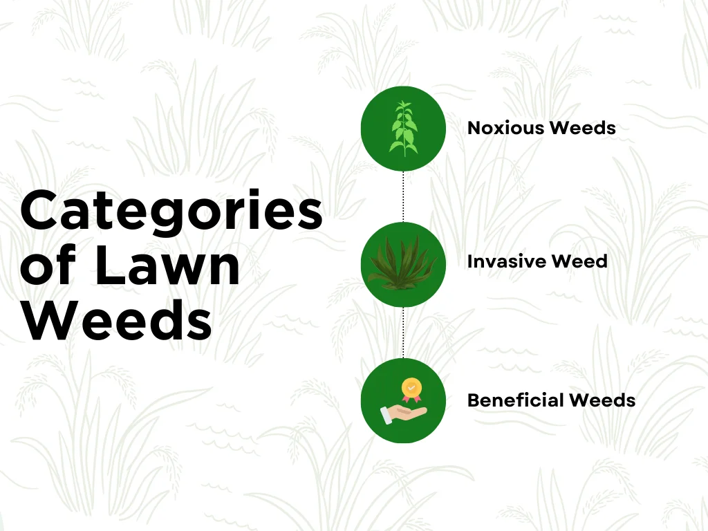 An infographic explaining the types of weeds