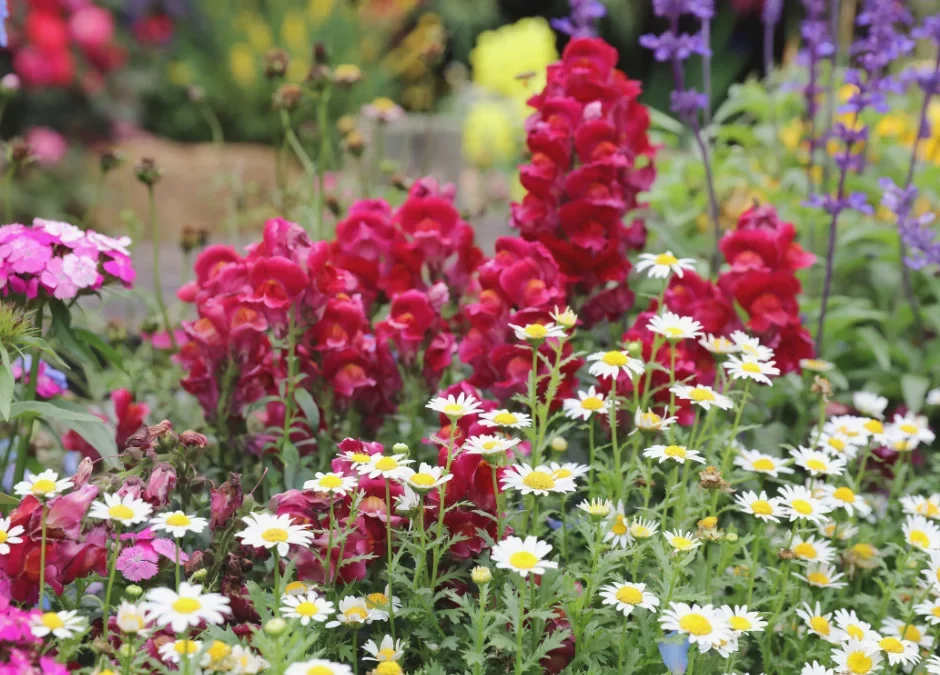 Perennials That Bloom All Summer in Ontario