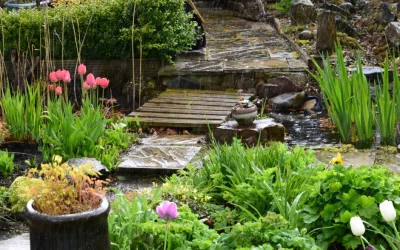 Rain Garden: Transforming Your Outdoor Space