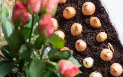 A Beginner’s Guide To Grow Spring Bulbs Successfully