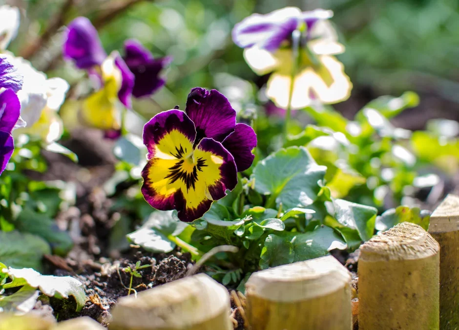 Low-Maintenance and Inexpensive Garden Edging Ideas for Canadian Homeowners